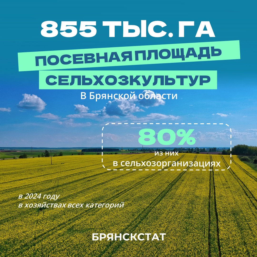 Большинство посевных площадей Брянской области заняты зерновыми и кормовыми культурами