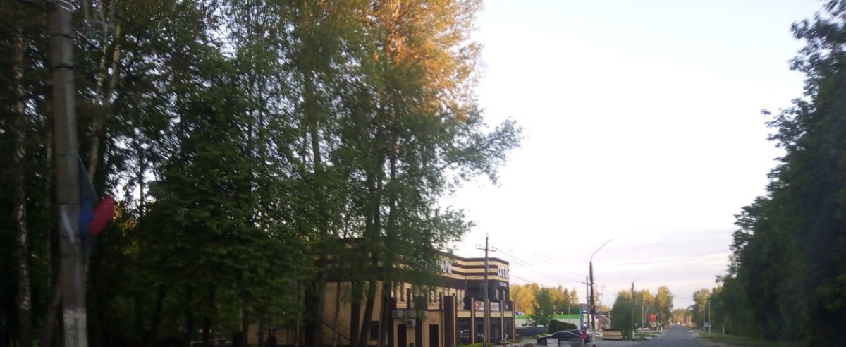 В Новозыбкове украли пять туй с горшками
