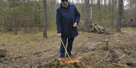 Под Клинцами лесные браконьеры срубили 21 дерево