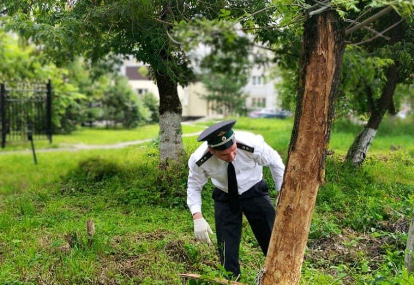 В Брянской области в Клинцах ввели карантин в связи с заражением деревьев