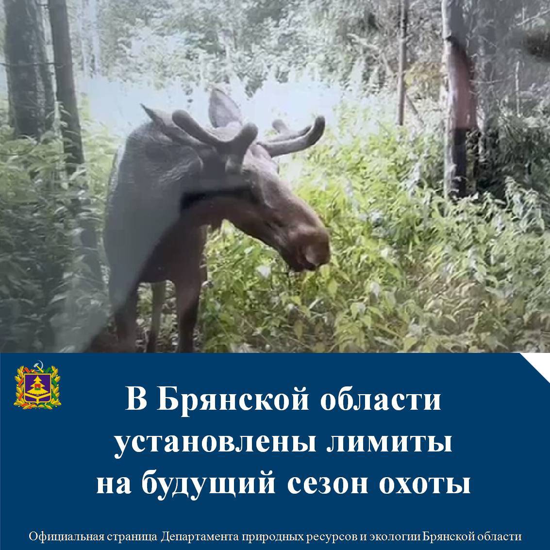 В Брянской области утверждены лимиты добычи диких копытных животных: в списке лоси, косули, олени