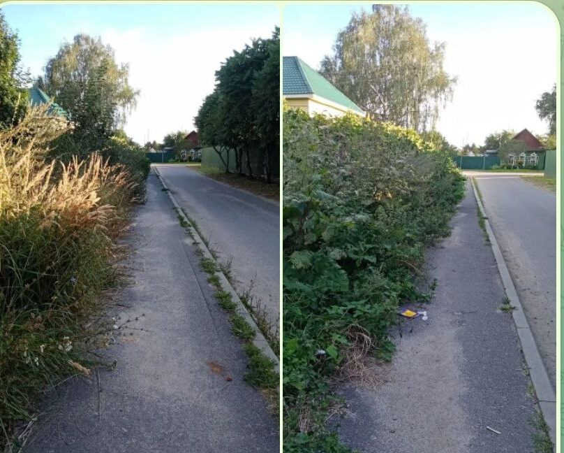 Дорожка к школе заросла бурьяном в Новозыбкове