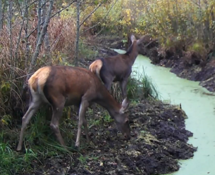 Непогода усложнила жизнь обитателям брянского леса
