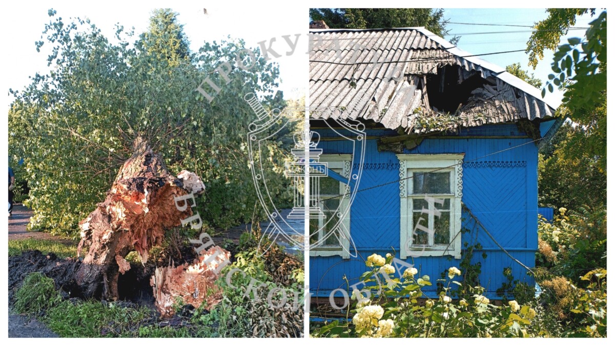 В Брянске дерево пробило крышу дома, получить от властей компенсацию не получилось