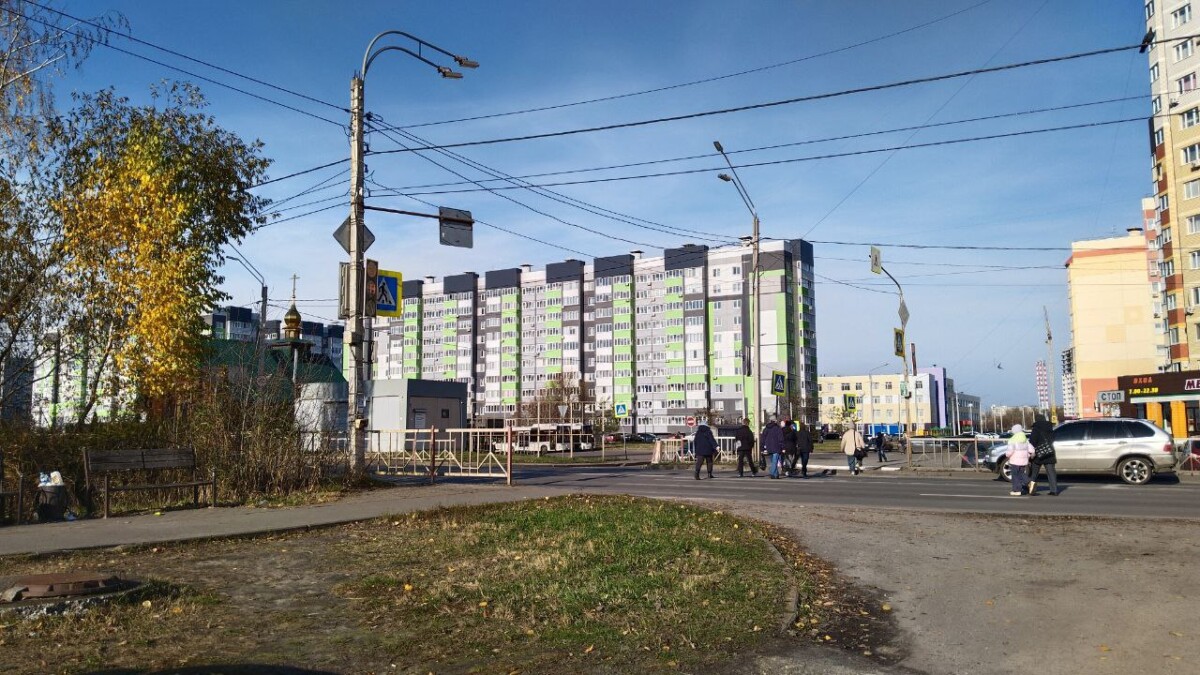 Чиновники Брянска смотрят на ситуацию с бродячими собаками с необычного ракурса