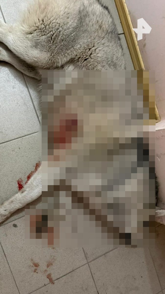 Полиция начала проверку по факту гибели собаки в Брянском районе