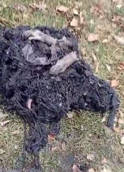 Жители Новозыбкова топят котят в городской канализации