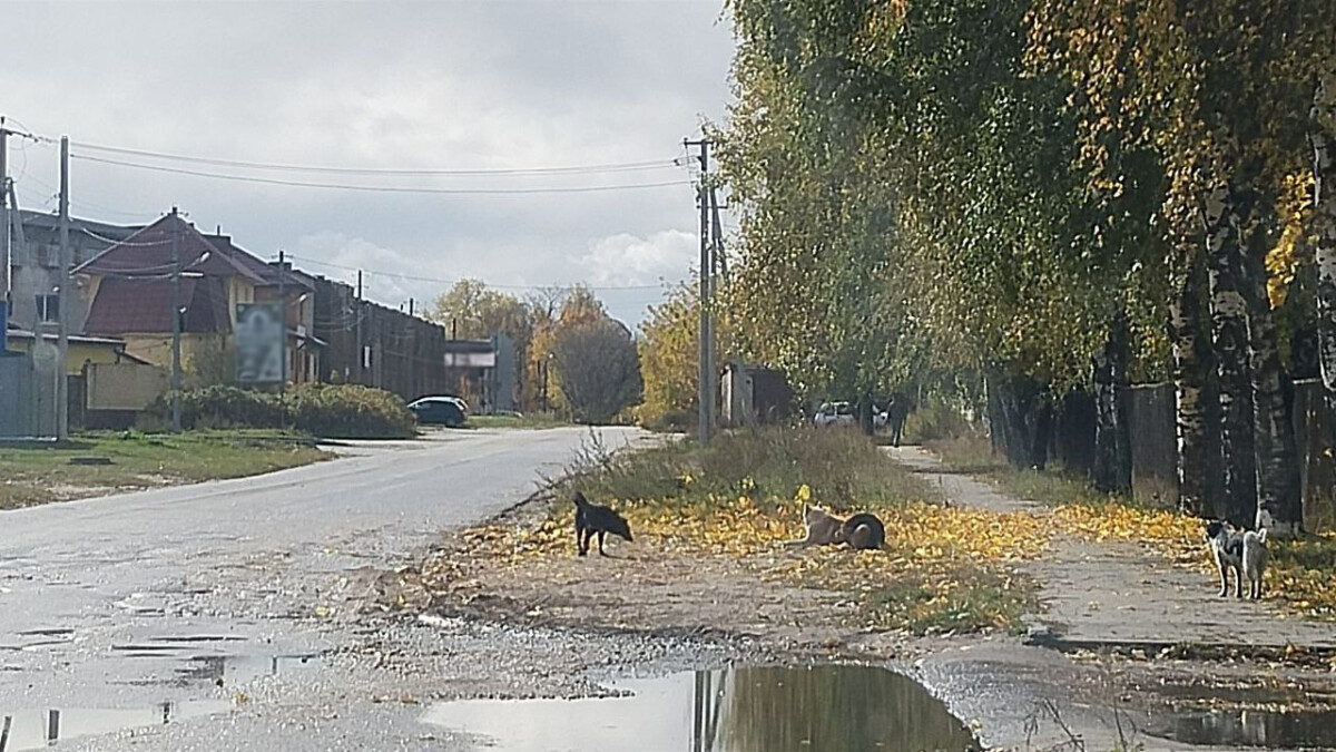 В Клинцах с администрации взыскали компенсации за нападение безнадзорных собак на детей