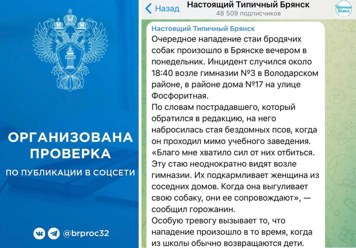 Агрессивные собаки атакуют жителей Брянска