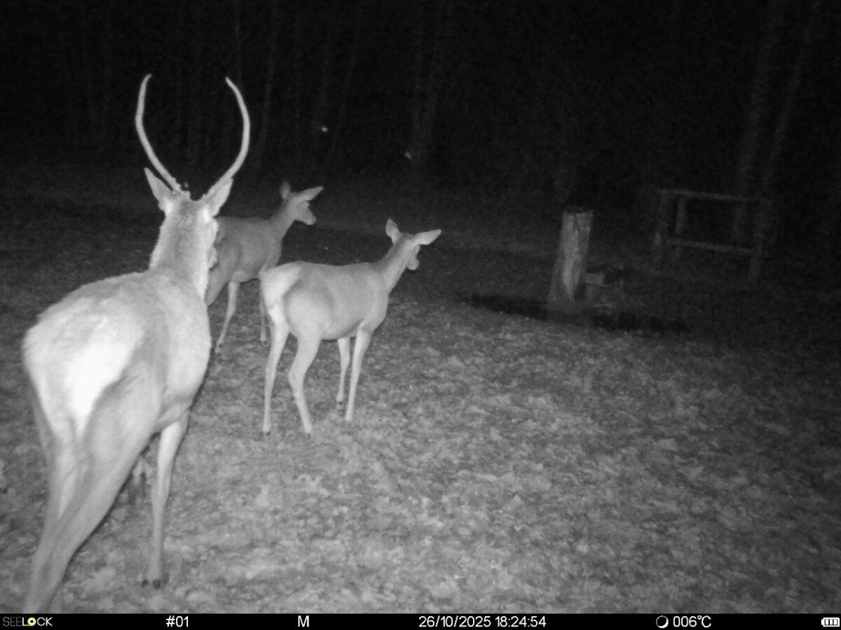 Заповедник «Брянский лес» показал косуль и оленей и пообещал зафоткать волков