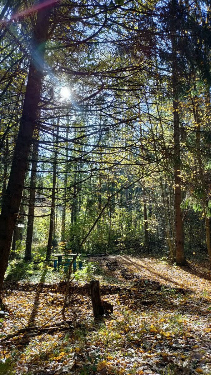 42-летнего жителя Брянска осудили за незаконную рубку