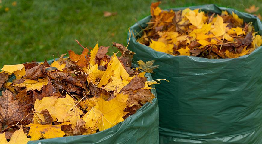 Власти Стародуба попросили население собирать листву в мешки