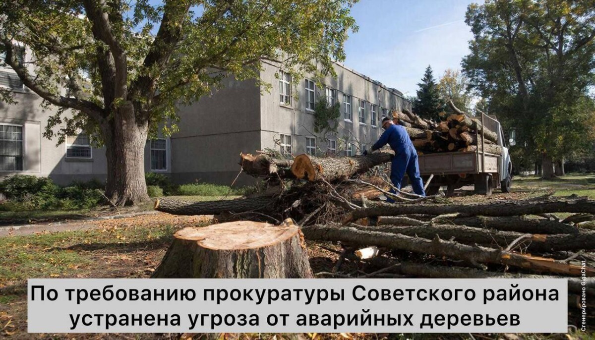 Огромный аварийный тополь спилили в Брянске