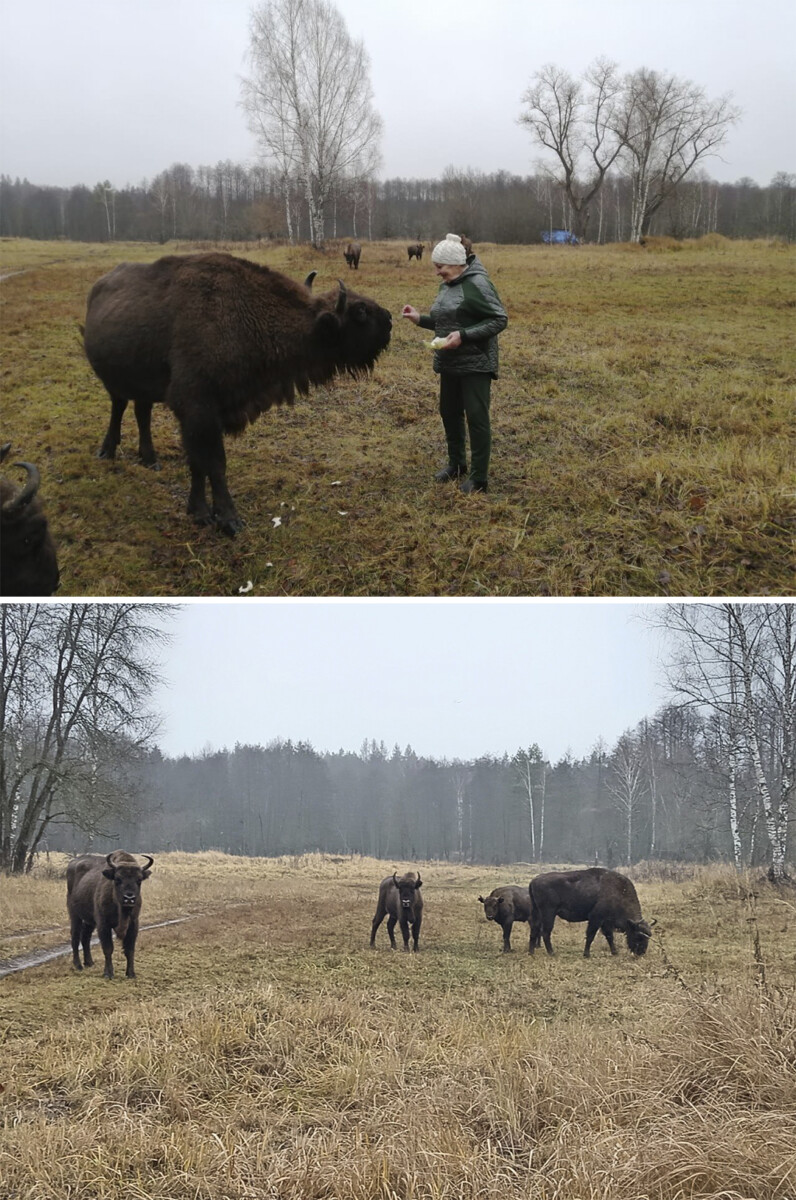 Кордон Пролетарский заповедника «Брянский лес»