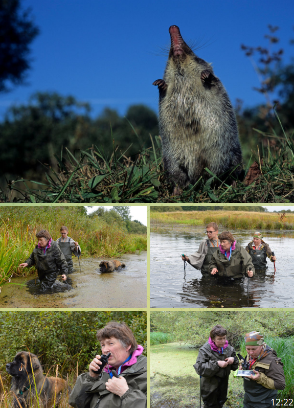 В заповедных местах Брянской области нашли десятки редких выхухолей