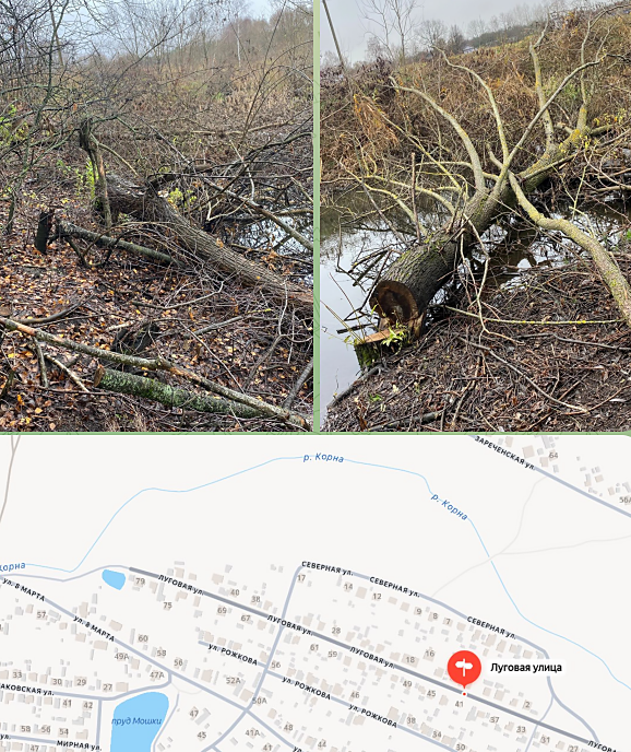 Коммунальщики не нашли спиленные деревья у реки в Новозыбкове, а они есть