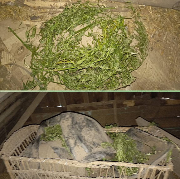 Дурман-траву заготавливал для себя житель Клинцов