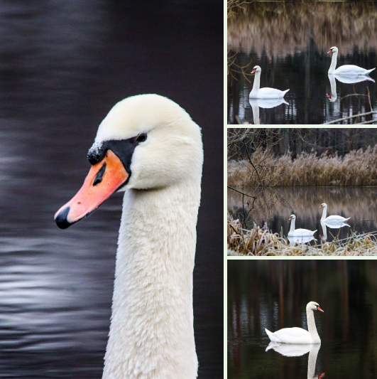 В нынешнем году на пруду центральной усадьбы заповедника «Брянский лес» впервые поселилась пара лебедей