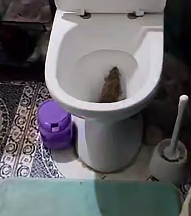 В Брянске из унитаза пыталась вылезти крупная крыса