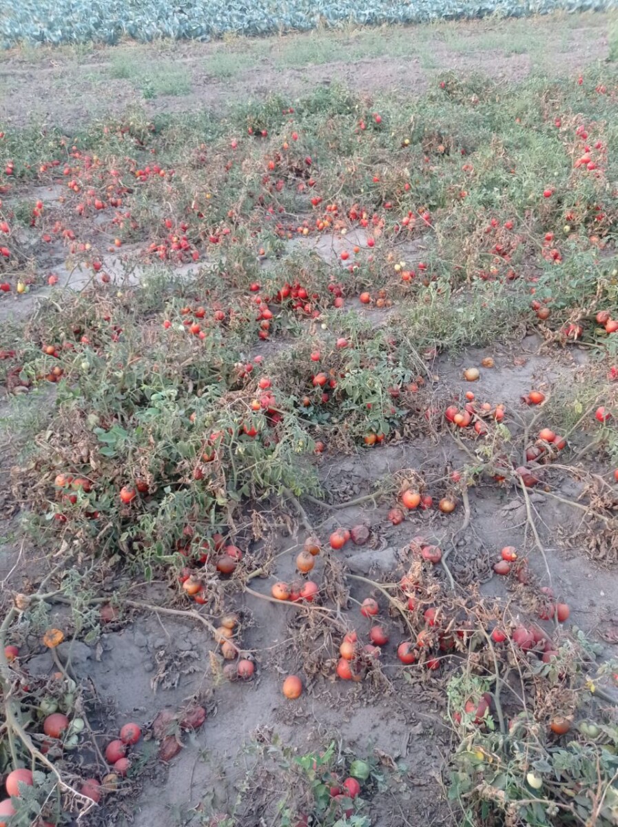 Некогда популярную в Брянской области коноплю сменили другие культуры