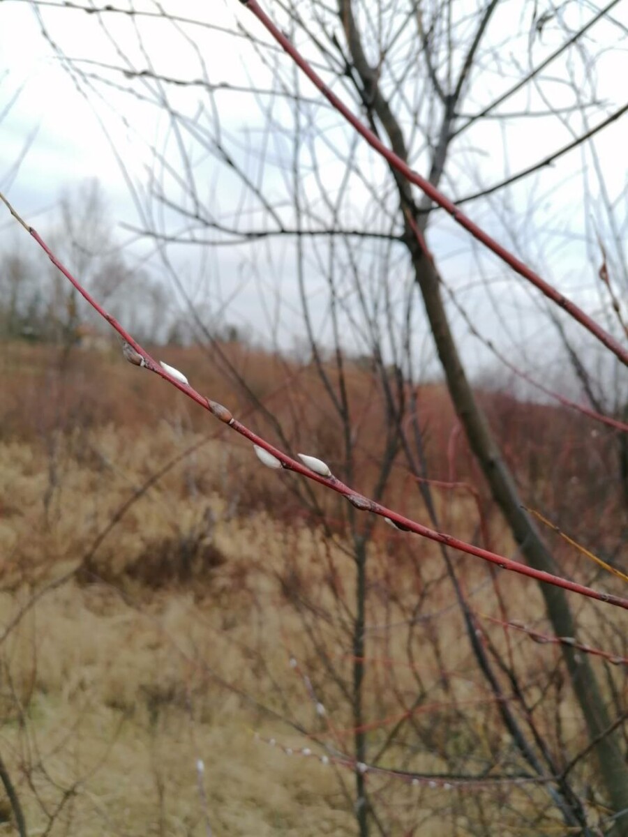 Не к добру природа оживает в Брянской области в декабре