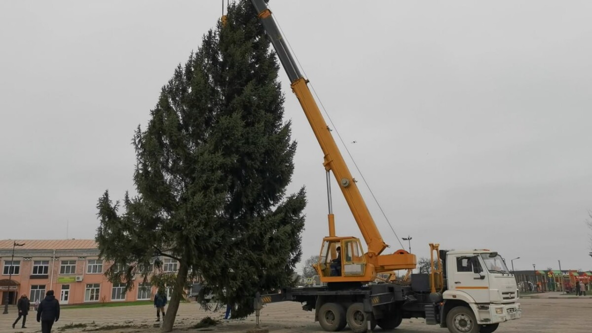 9 декабря в Стародубе установили главную новогоднюю ель