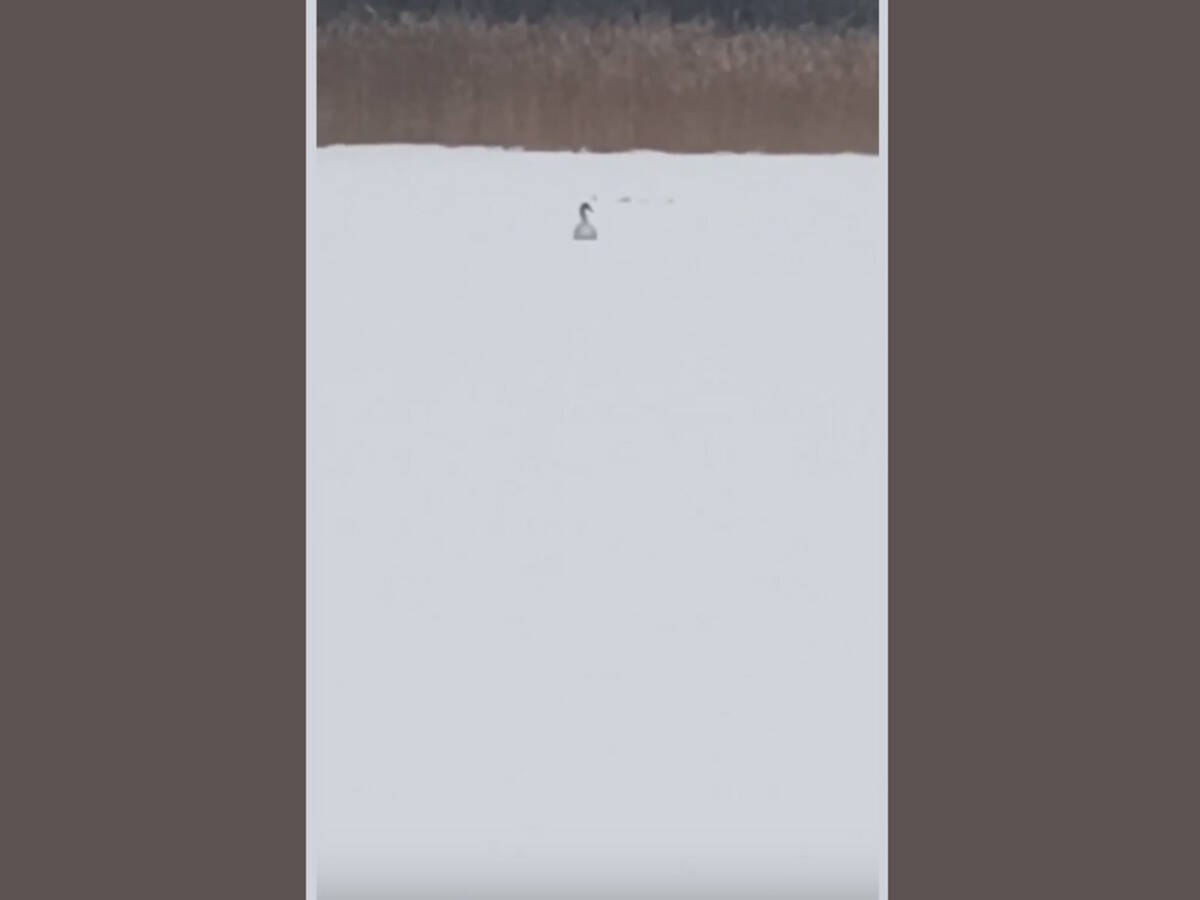 «Вмёрзший» в лёд озера под Стародубом лебедь внезапно взлетел