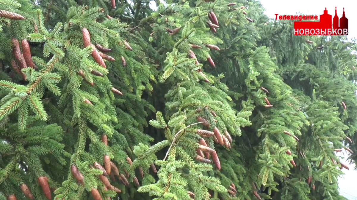 Праздник к нам пришёл: в Новозыбкове установили новогоднюю ель на площади