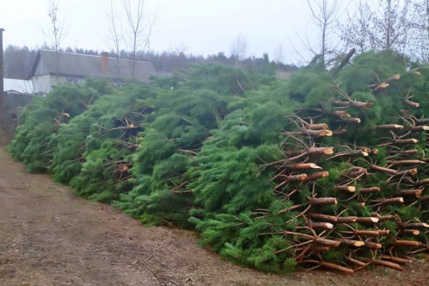 Более девяти тысяч елей и сосен из Брянской области отправили в семь регионов страны