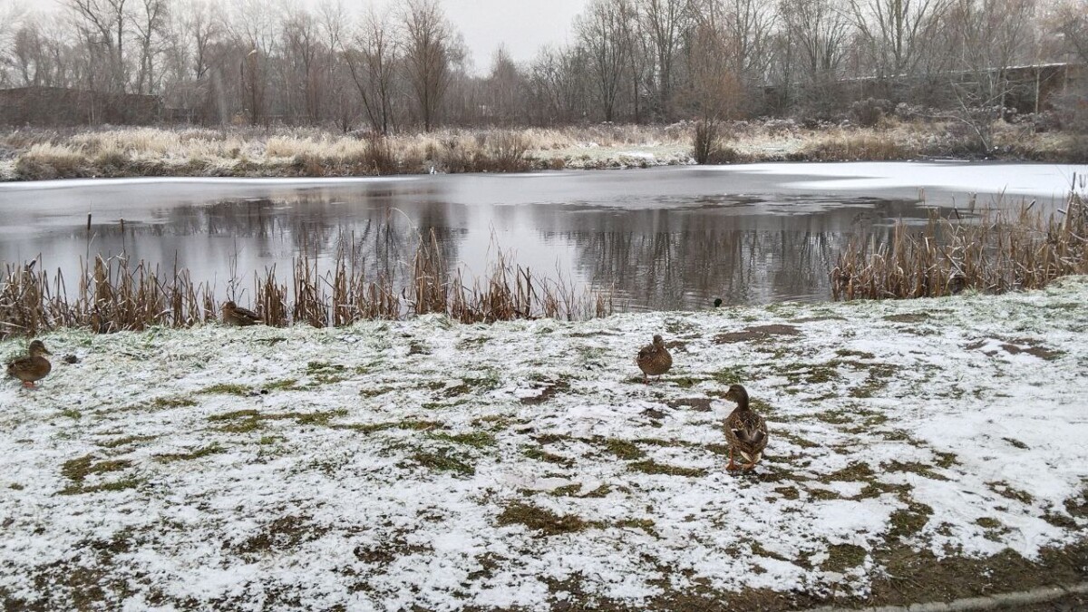Мокрый снег, гололед в Брянской области