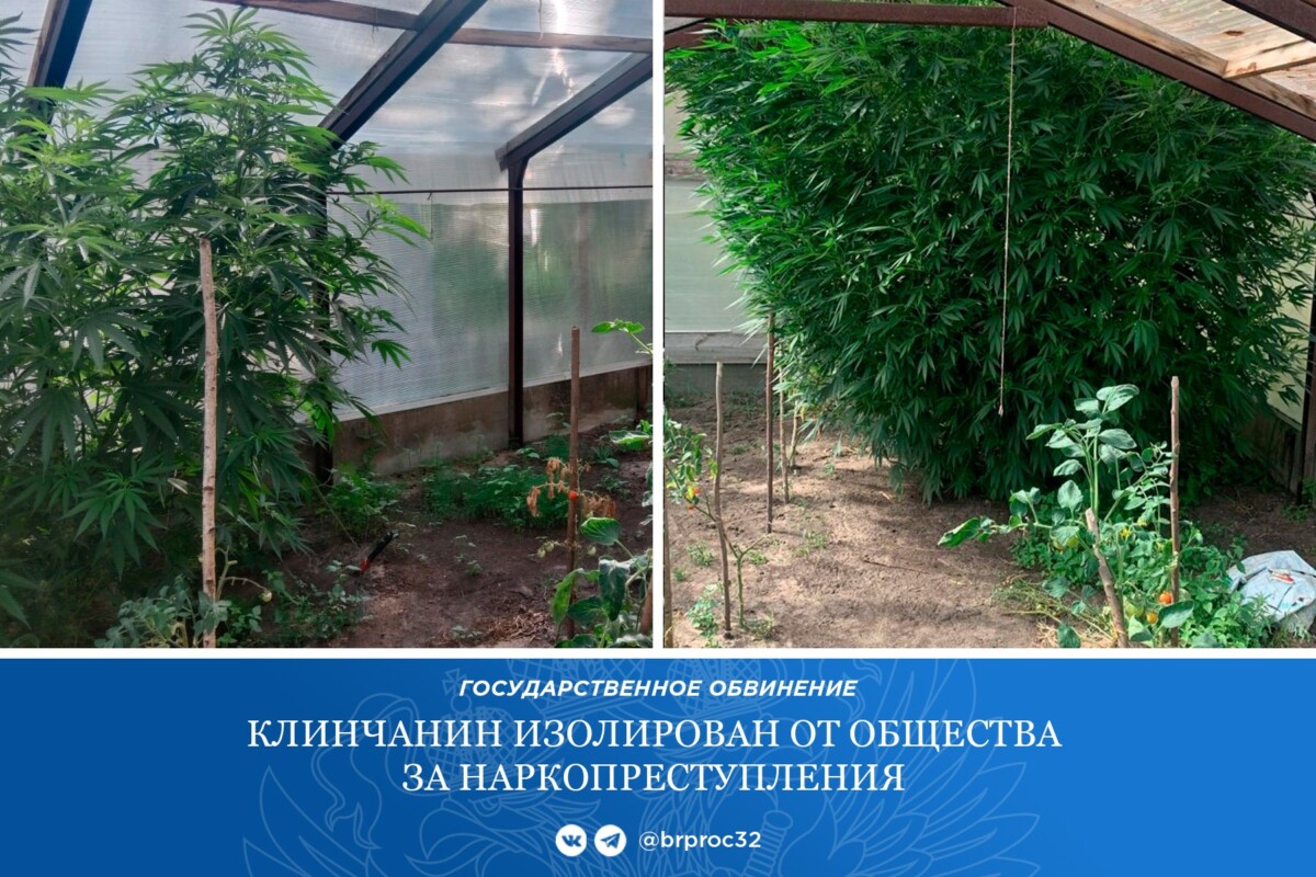 Растениевод из Клинцов Брянской области загремел в колонию на шесть лет