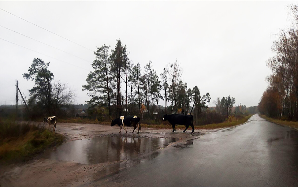 В трех районах Брянской области в 2026 году продолжат ремонт региональных автодорог