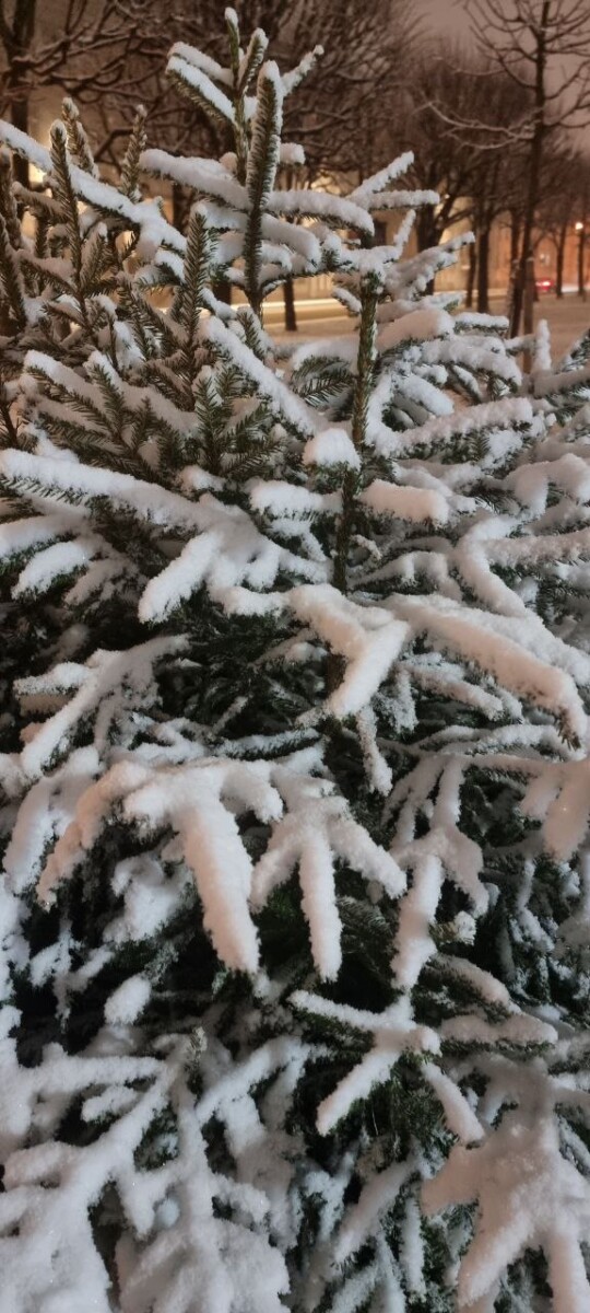 Самые дорогие ели из леса для жителей Новозыбкова стоили не более 550 рублей