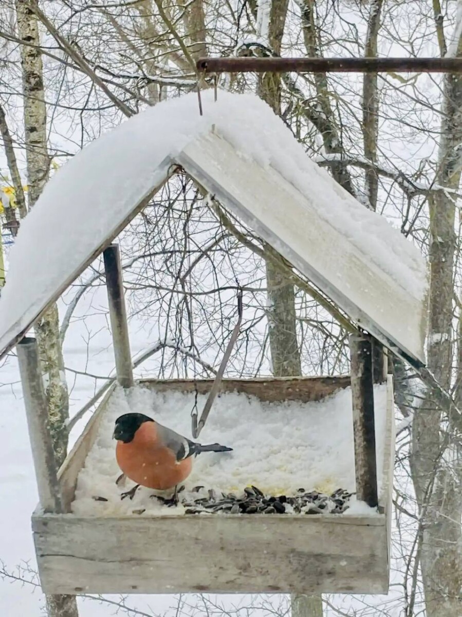 В Дятьковский район прилетели снегири