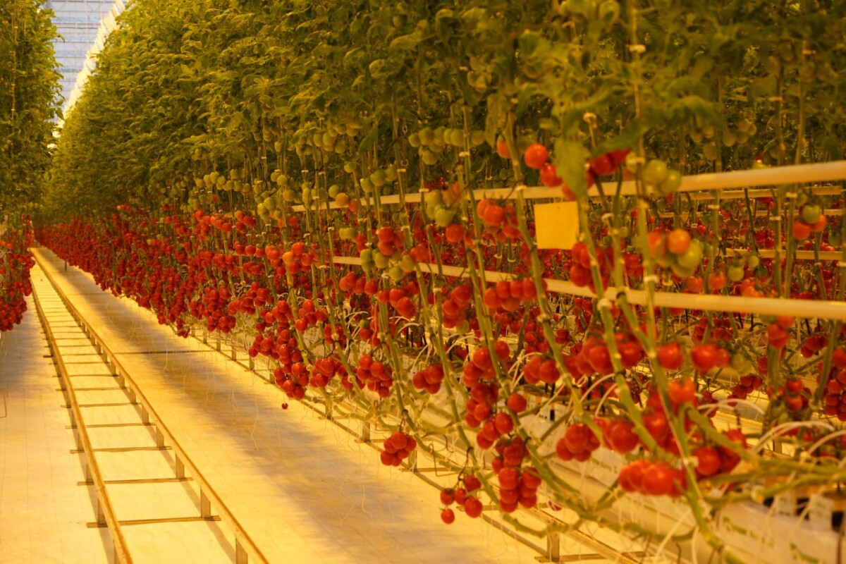 Настоящие красные томаты из теплиц брянских Журинич