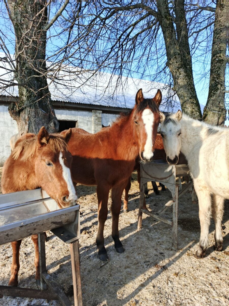 Чистопородные квотерхорсы живут и работают на конеферме в Брянской области