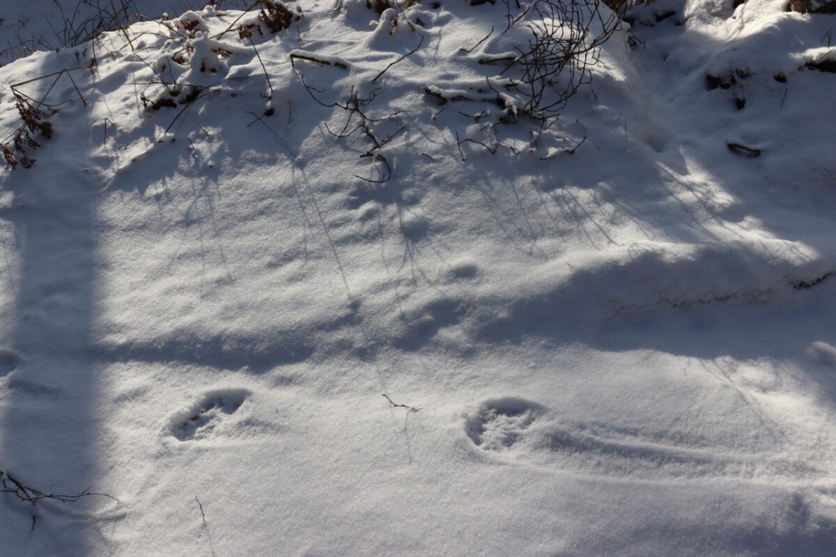 Охотничьи инспекторы ведут зимний учет животных в лесах Брянской области