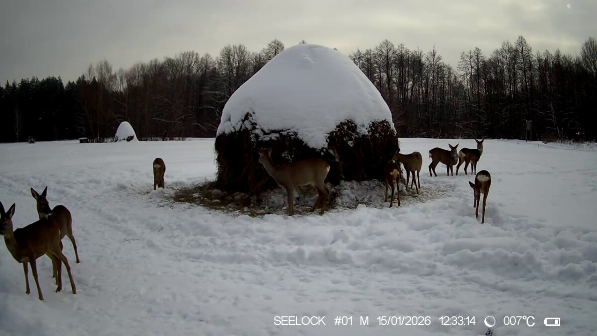 Копытным животным в брянских лесах сейчас трудно, они выходят к людям