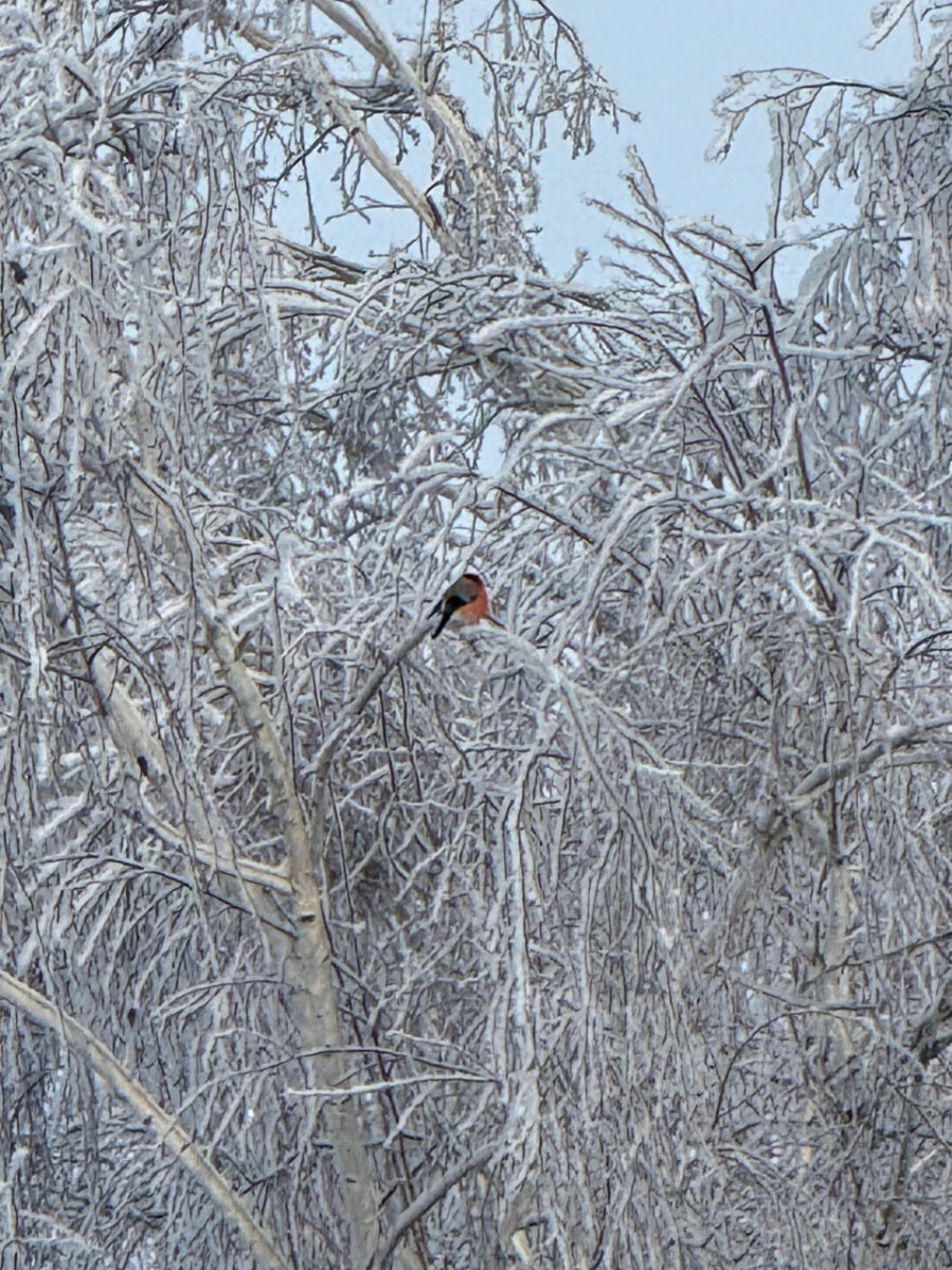 Стайку снегирей на фоне сказочных зимних деревьев заснял фотограф в Новозыбковском районе