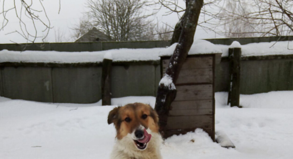 На стаю агрессивных собак пожаловались жители Новозыбкова Брянской области