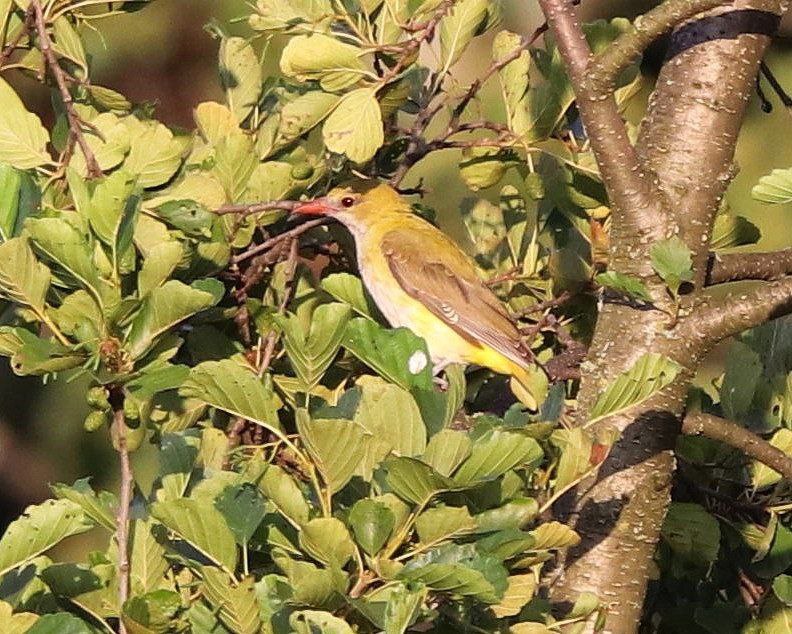 В заповеднике «Брянский лес» напомнили о весне