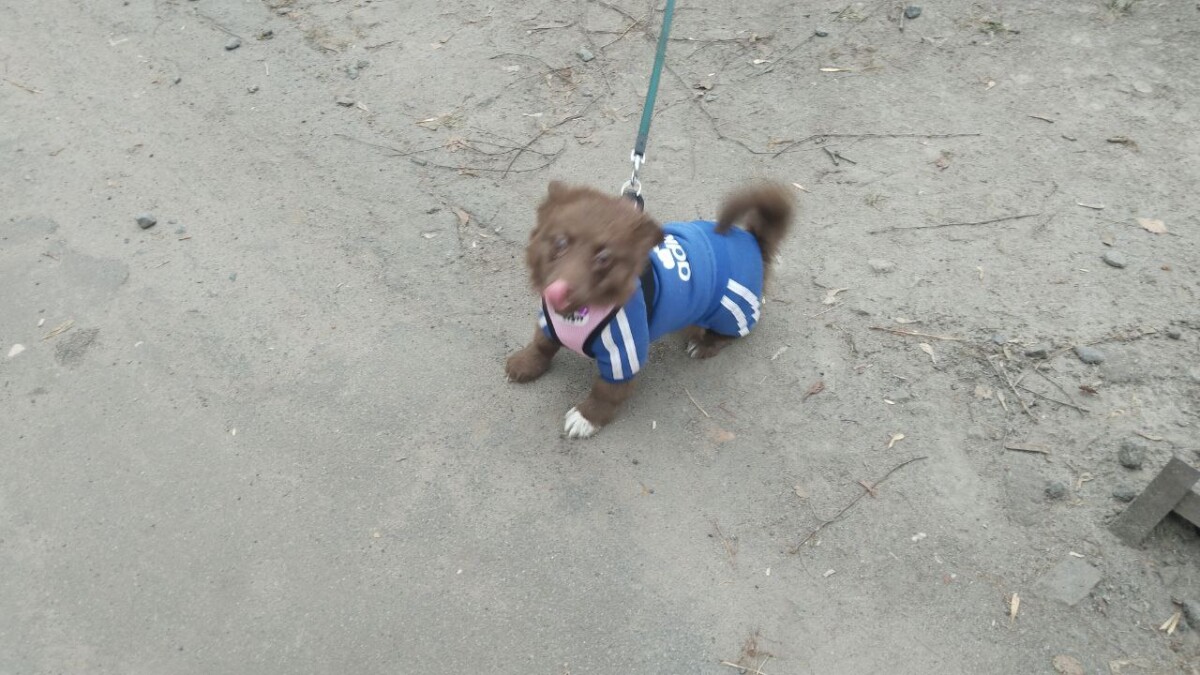 Четыре зоны для выгула животных узаконили в Новозыбкове Брянской области