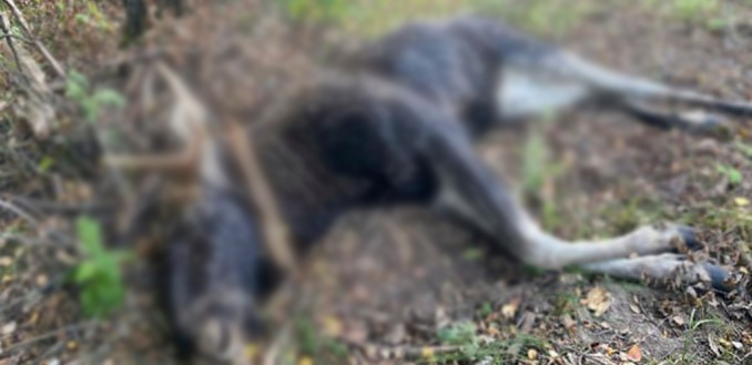 За убитую лосиху браконьеру в Брянской области предъявили счет 