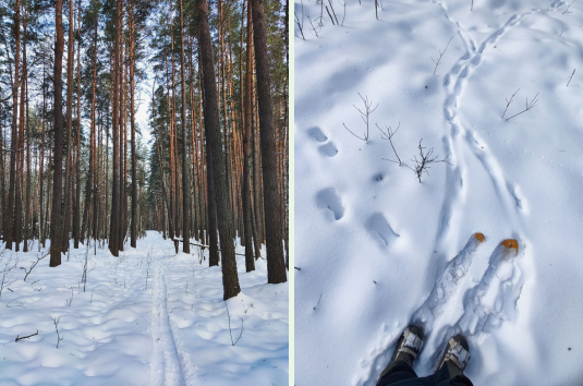 В брянском лесу начался зимний маршрутный учет животных