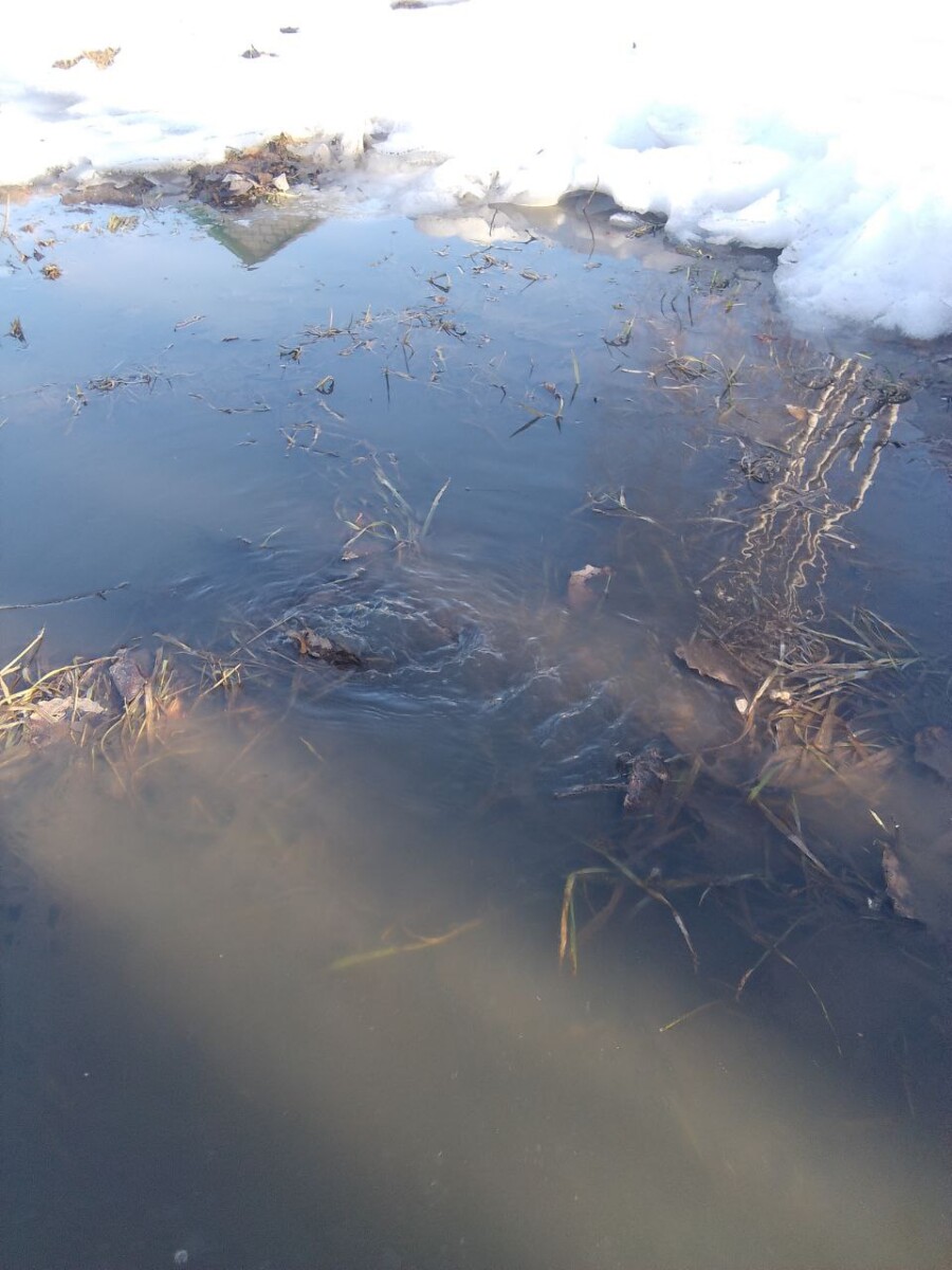 Речка из городской канализации течет в городе Брянской области