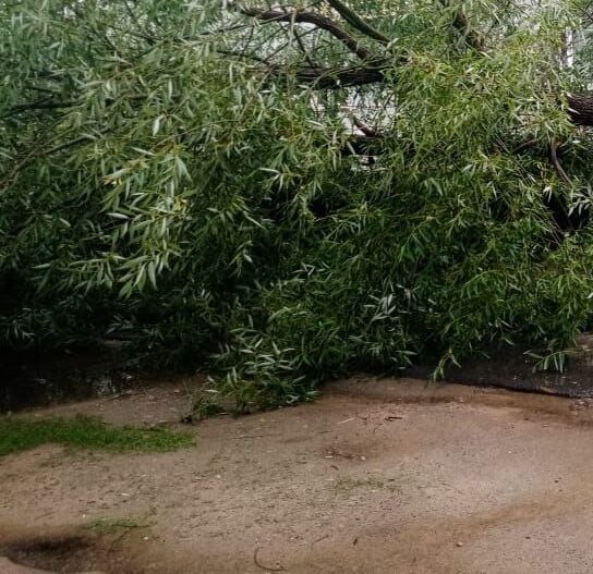 Треть территории Брянской области занимают леса, для их восстановления проводится огромная работа