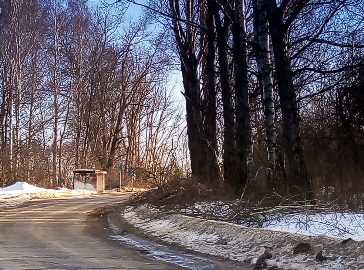 А вдоль дороги в Новозыбковском округе сплошь сучья да обрубки