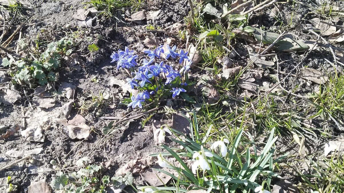 Сугробы в рост человека внезапно растаяли, и во дворах Брянской области распустились первоцветы