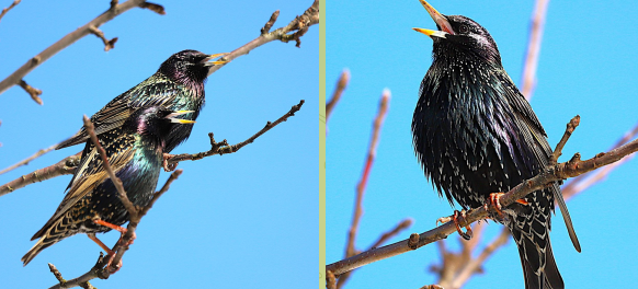 В Брянскую область вернулись скворцы