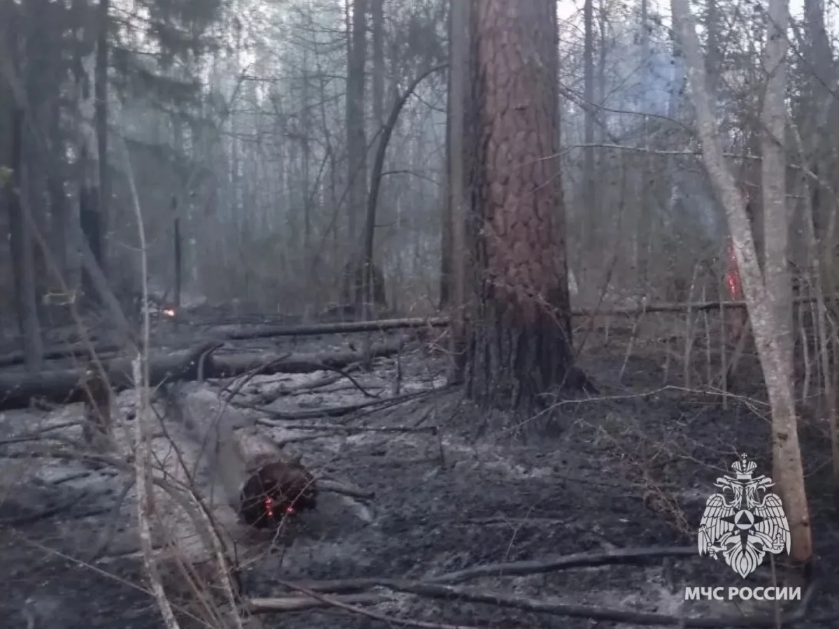 Последствия лесного пожара в Брянском районе 